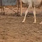 قعود للبيع