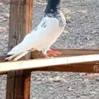 حمام باكستاني