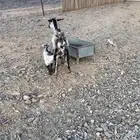 عنز تحتها تيس