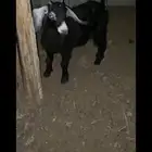 معزا جفره عمر 4شهور