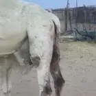 خلفه مصغر للبيع