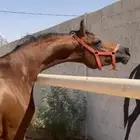 حصان واهو