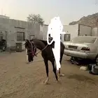 مهر شعبي معسوف
