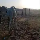 3 حشو. لبانيه طيبه