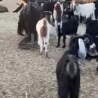 معزء طيبه خلفات ودفيع وفحولها معها