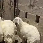 بهم حري طيب مراح واحد ما جاء سواق ولا غيره