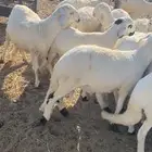 سواكن مرابي