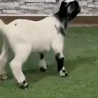 تيوس قزمي للبيع فواخر