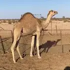 بكره حره للبيع