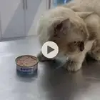 قط هاملايا للتبني