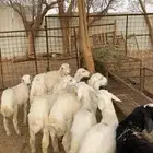 7 خرفان للبيع حري