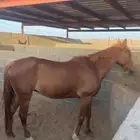 فرس شعبيه