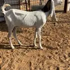 عنز هولنديه شبب