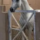 فحل مكس متاح لتشبيه لوجه الله