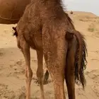 اعرض لكم حشو