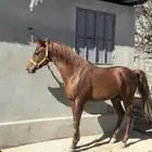 حصان ومهر للبيع