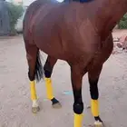 حصان ورق