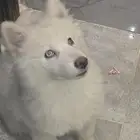 هاسكيات للبيع