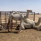 بكره وضحاء باتليه عمرها حول 11 شهر