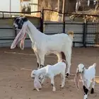 عنز صنف متوم