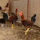 ديوك ودجاج عربي أصيل ضهر احمر وصدر اسود