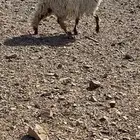 رخل نجديه