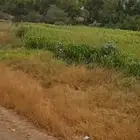 بنيكام االغنام والمواشي مزرعه كامله للبيع التوصيل على مشتري