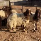 بهم نعيم فاخر