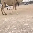 عرض عرض فاخر