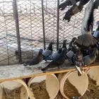 حمام بلدي