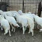 طليان ورخال للبيع