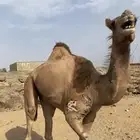 قعود جزر طيب شحم فل يدها مكسوره
