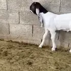 عرضين مميزه