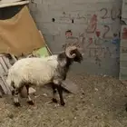خروف شبب في ورم بخصاه