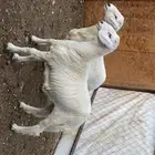 خروفين طرف وشعره ونظافه شرط