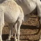 حشو قعودين للبيع