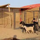 معزا مرح متابيع بفحلها