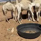 حشو للبيع قعدان