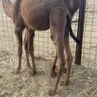 للبيع قعدان
