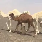 للبيع بكره صفرا سمين تصلح تربيه او ثلاجه