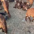 ذبايح ثلاجه . سواكن حمريه   طليان حريه