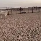 فحل اللبيع سنا سديس مشروط من كل شي اناشاءالله