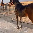 فرس شعبيه دهماء تحتها مهر ولقاح باذن الله