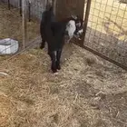 تيس ثلاجه عارضي مخصي.