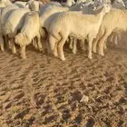 غنم مقاني