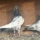 ذكر باكستاني