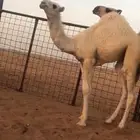 قعود فحال