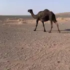 ناقه مجهم لقحه على بعير رماني ناقه فروع