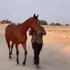 حصان انقليزي