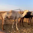 ضروبه لبيع